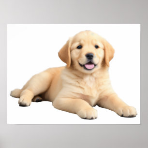Poster Ouro Retriever Puppy