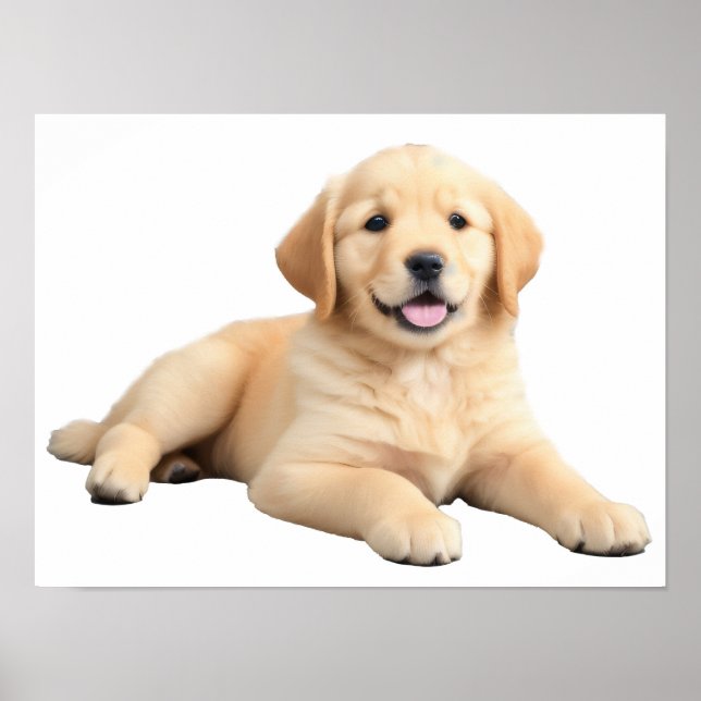 Poster Ouro Retriever Puppy (Frente)