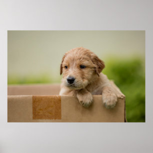 Poster Ouro Retriever Puppy in Box