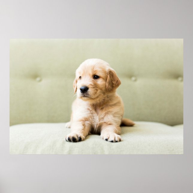 Poster Ouro Retriever Puppy no sofá (Frente)
