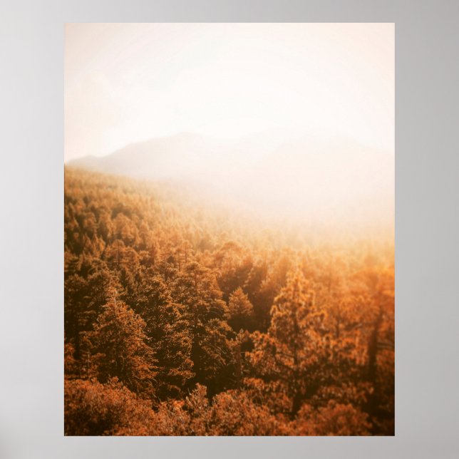 POSTER OURO SON SOBRE UMA FLORESTA (Frente)