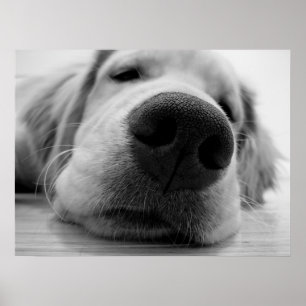 Poster Ouro sonolento