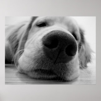 Poster Ouro sonolento