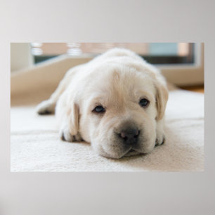 Poster Ouro Sonolento Labrador Puppy