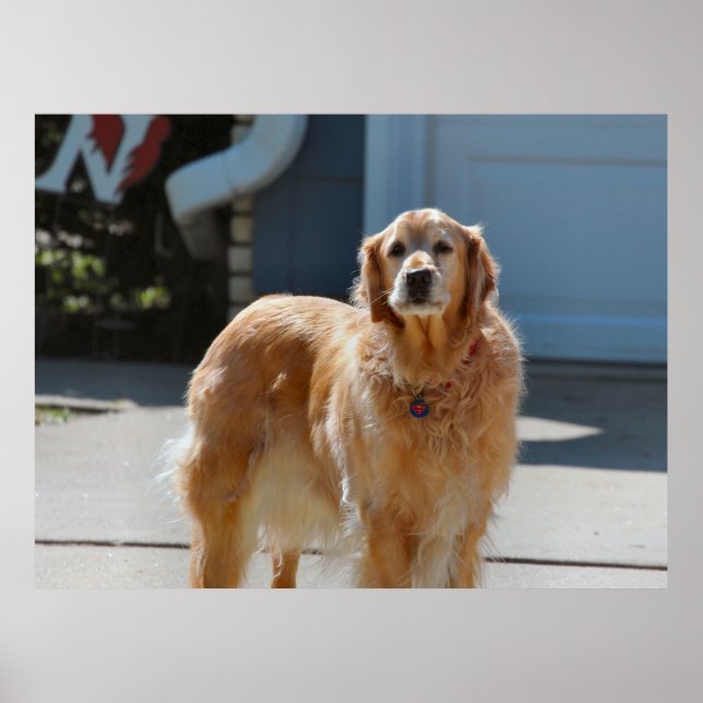 Poster Ouro Sunshine (Frente)