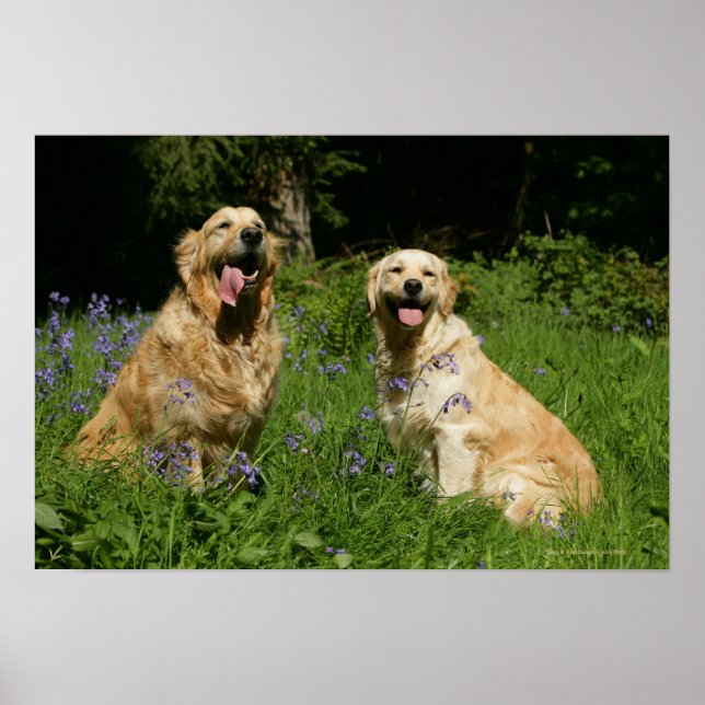 Pôster Ouros de retenção na grama (Frente)