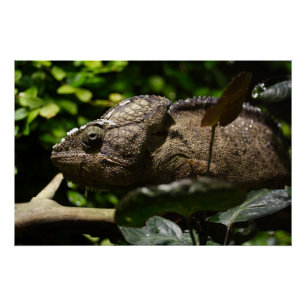 Pôster Oustaleti de Furcifer