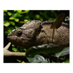 Pôster Oustaleti de Furcifer