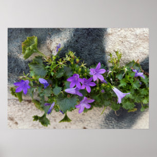 Poster out of the wall flower