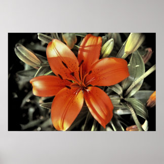 Pôster Outro tiro laranja