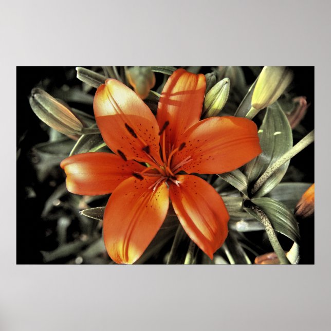 Pôster Outro tiro laranja (Frente)