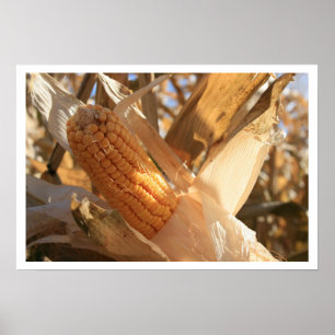 Poster Ouvido de Milho de Campo no Estaleiro