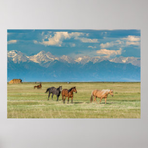 Poster Ouvindo Cavalos em Hayfield