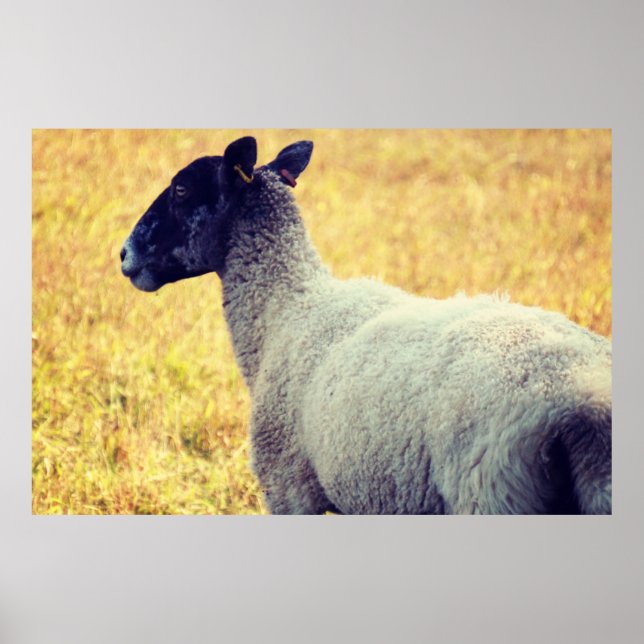 Poster Ovelha (Frente)