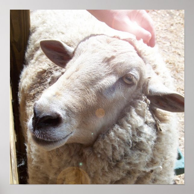 Poster Ovelha A Boa Fotografia Da Arte Cristã (Frente)