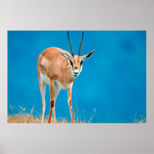 Pôster Ovelha da Gazela de Grant (Gazella Granti)