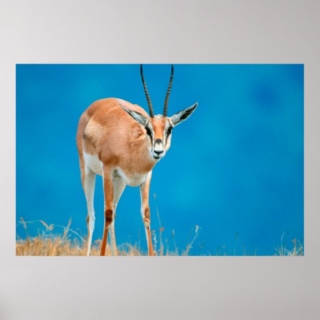 Pôster Ovelha da Gazela de Grant (Gazella Granti) (Frente)