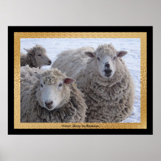 Poster Ovelha de inverno