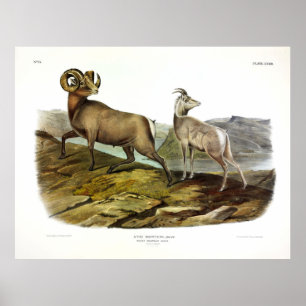 Poster Ovelha de Montanha Rochosa, Ovelha de Bighorn por