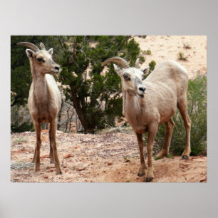 Pôster Ovelha Engraçada no Parque Nacional do Zion