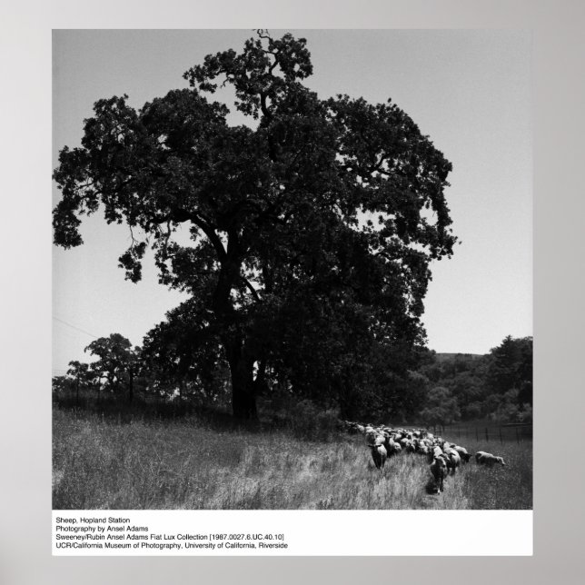 Poster Ovelha, Estação de Hopland, por Ansel Adams (Frente)