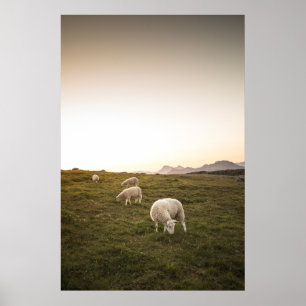 Poster Ovelha Feliz