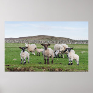 Poster Ovelha Shetland