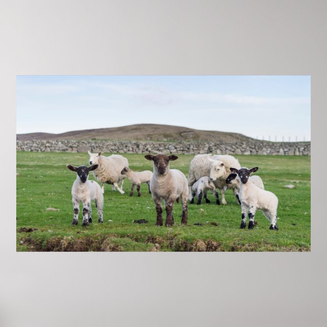 Poster Ovelha Shetland (Frente)