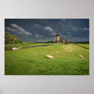 Poster Ovelhas com moinhos de vento sob nuvens escuras