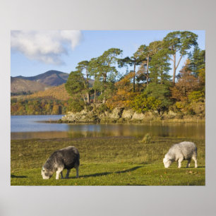 Poster ovelhas Herdwick em Friars Crag, Derwentwater, 2