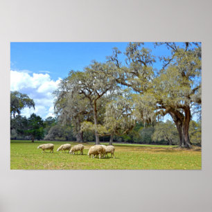 Pôster Ovelhas Pastando em Middleton Place, Carolina do S