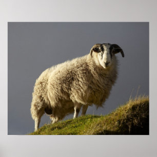 Poster Ovelhas, Península de Trotternish, Ilha de Skye,