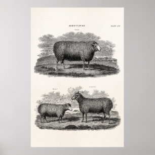Poster Ovelhas retros dos animais de fazenda da ovelha