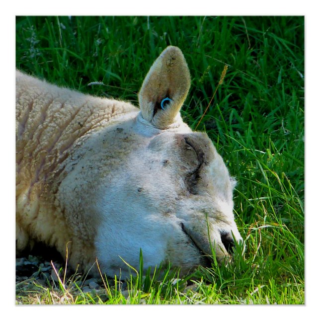 PÔSTER OVINO (Frente)