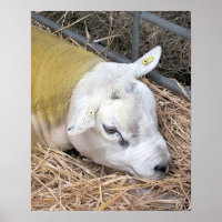 OVINO DE BOVINO