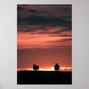 Poster Ovino - Foto de natureza sunset