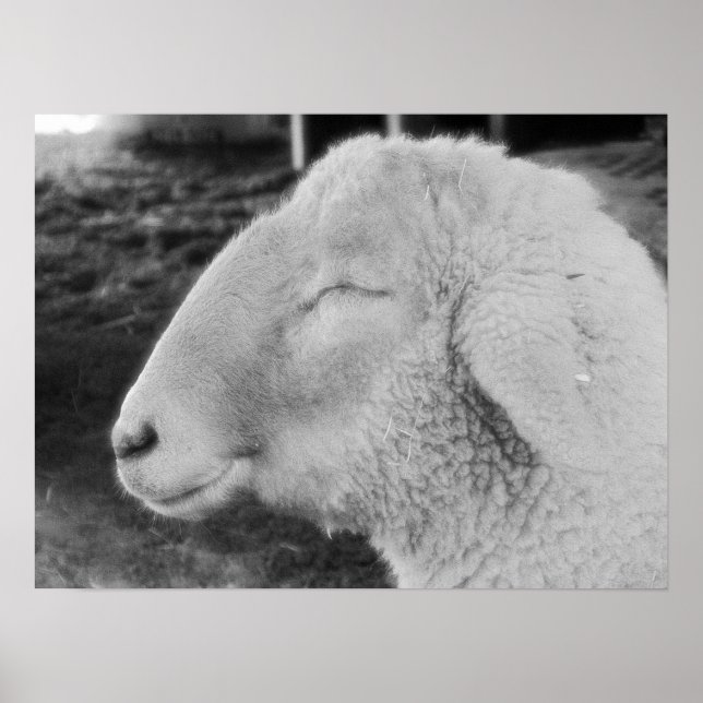 Pôster Ovinos (Frente)