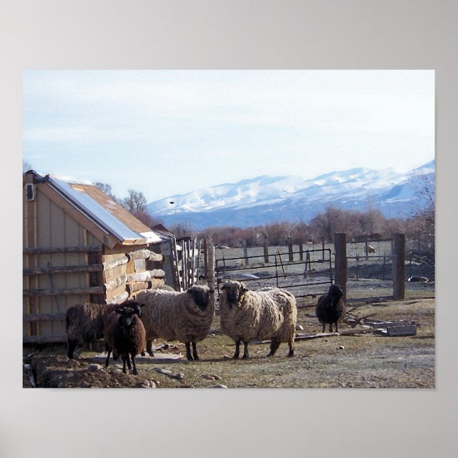 Pôster Ovinos (Frente)