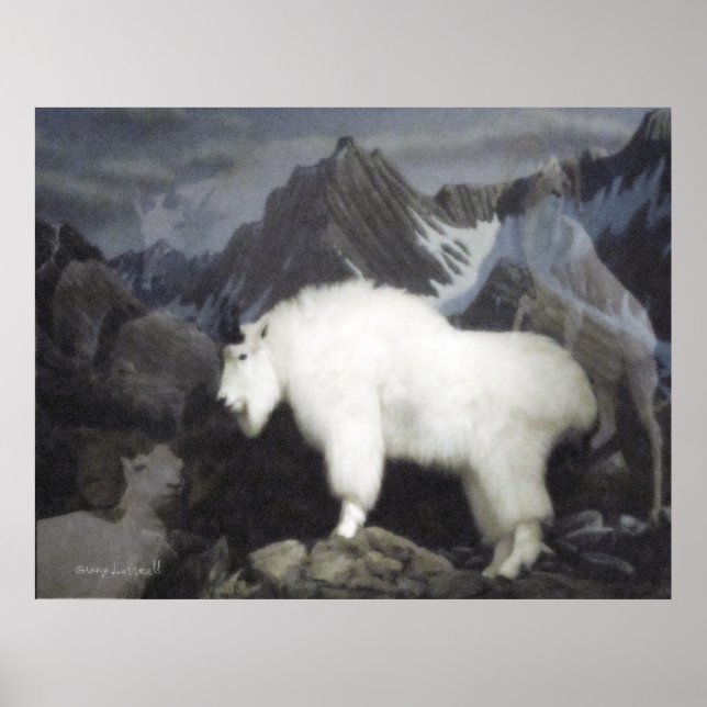 Pôster Ovinos E Caprinos (Estilo De Montanha) (Frente)