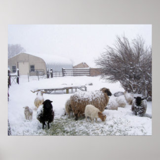 Pôster Ovinos Em Abril De Neve
