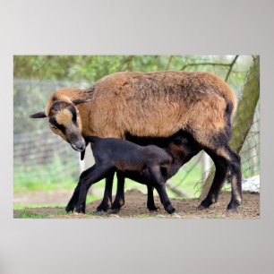 Pôster Ovinos em Cameroun e borregos em aleitamento