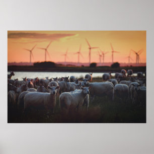 Poster Ovinos - Lydd, Romney Marsh, Kent, Reino Unido