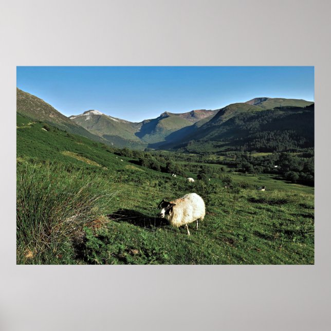 Poster Ovinos nas Highlands (Frente)