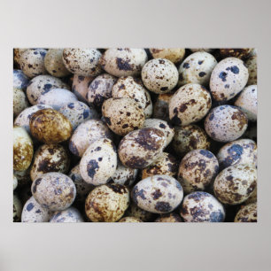 Pôster Ovos de Quail