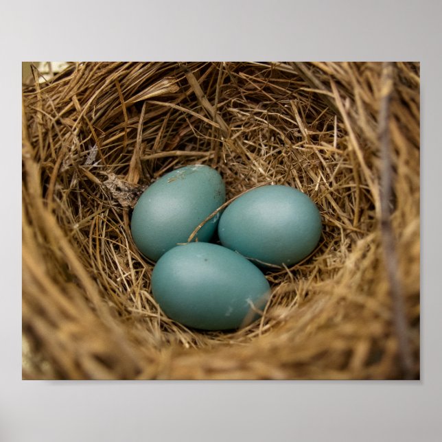 Poster Ovos de robins (Frente)