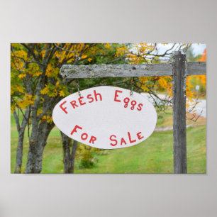Poster Ovos frescos para venda no sinal Vermont