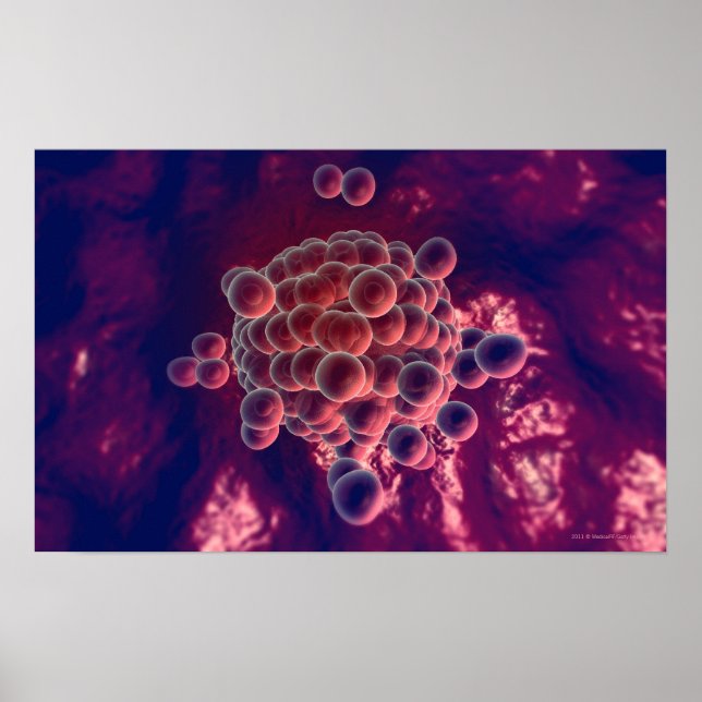 Pôster Ovos num óvulo (Frente)