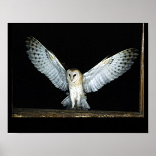 Poster Owl (6)