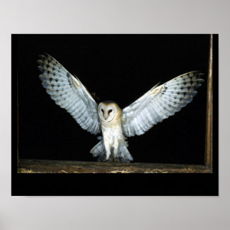 Poster Owl (6)