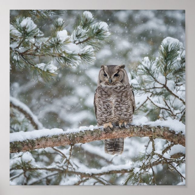 Poster Owl bird (Frente)